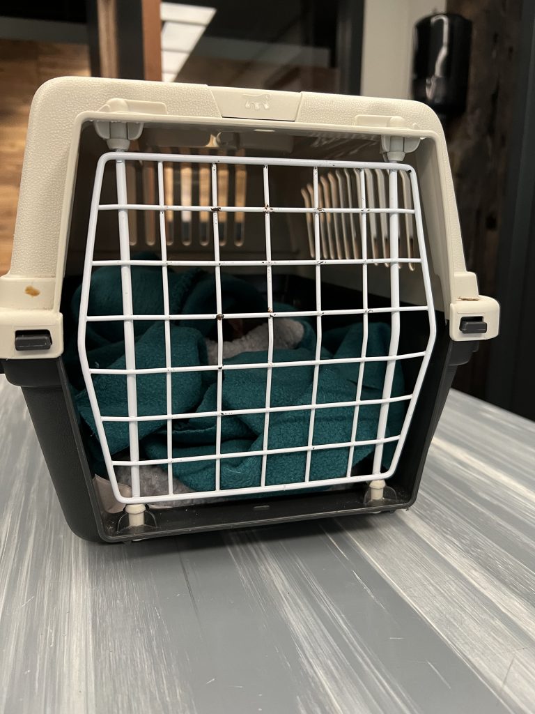 Dierenkliniek Tiel-Drumpt: Chemische castratie bij ratje Mees