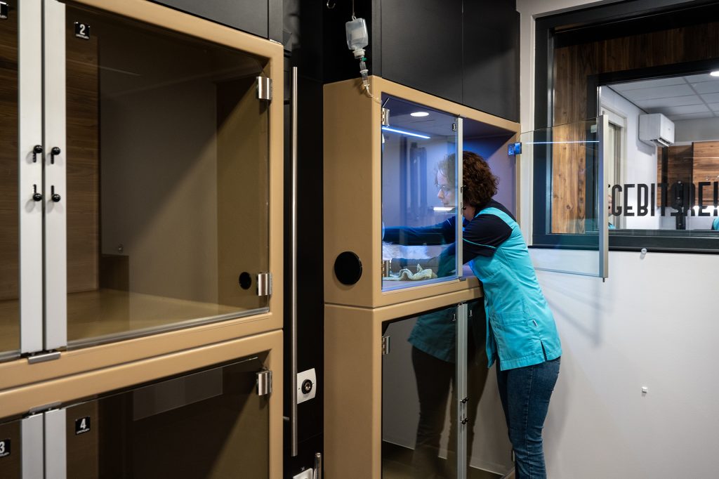 afbeelding Gescheiden honden-, katten- en konijnenopname