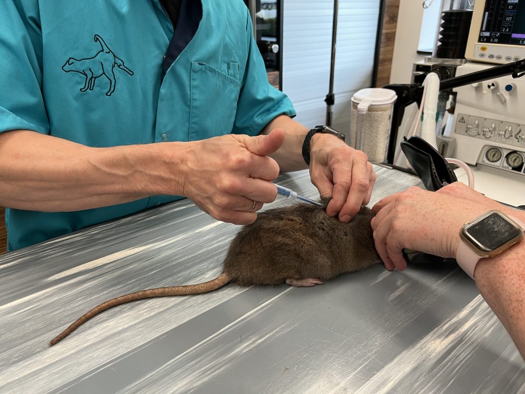 Dierenkliniek Tiel-Drumpt: Chemische castratie bij ratje Mees