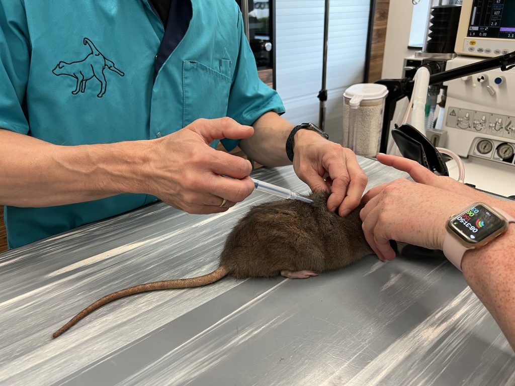 Dierenkliniek Tiel-Drumpt: Chemische castratie bij ratje Mees