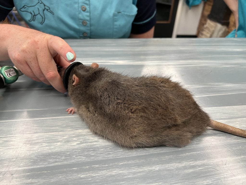 Dierenkliniek Tiel-Drumpt: Chemische castratie bij ratje Mees; in slaap brengen met gasnarcose.