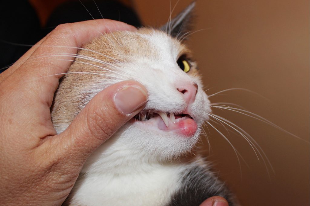 Dierenkliniek Tiel-Drumpt: Eosinofiele plaque op de kin bij de kat.