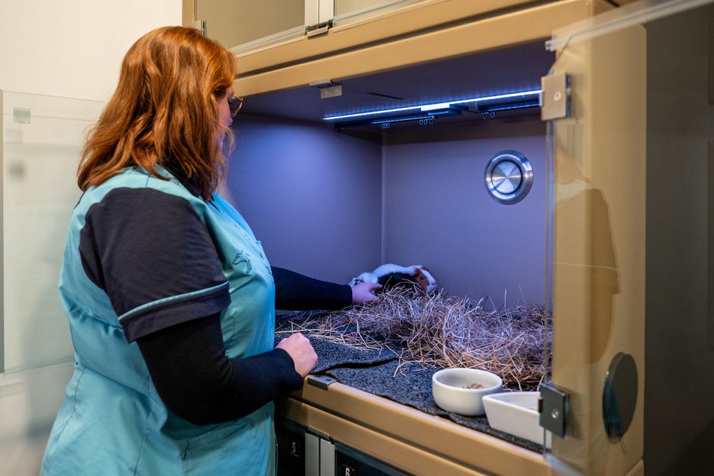 Dierenkliniek Tiel-Drumpt: De konijnen-, knaagdieren- en vogelopname