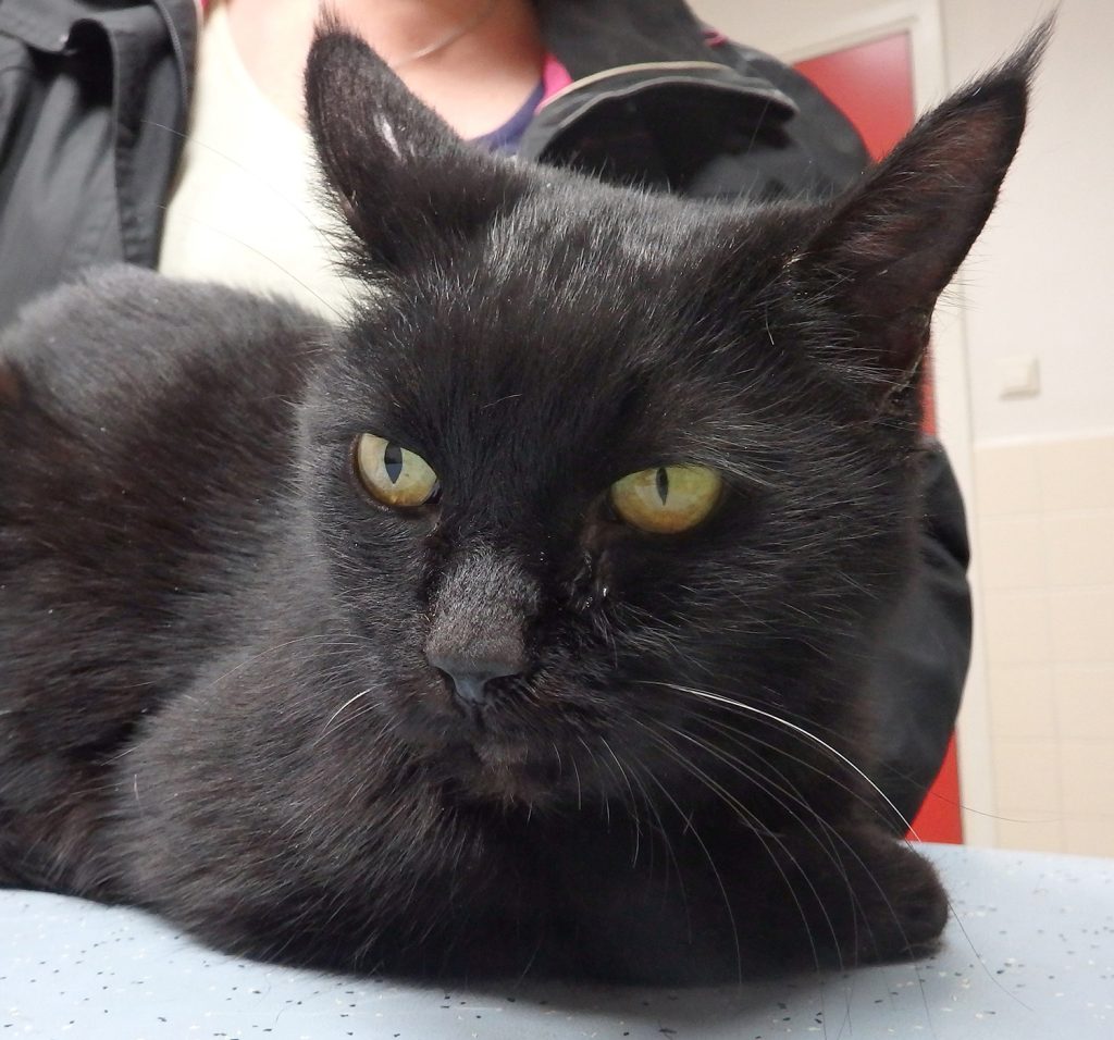 Dierenkliniek Tiel-Drumpt: Syndroom van Horner