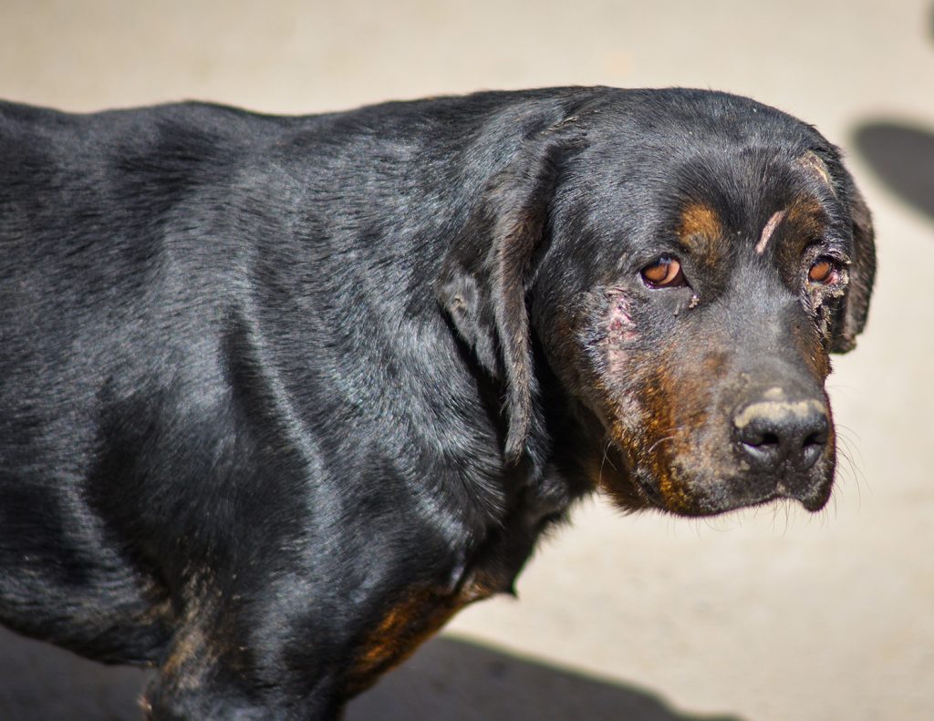 afbeelding Demodex of jonge honden schurft
