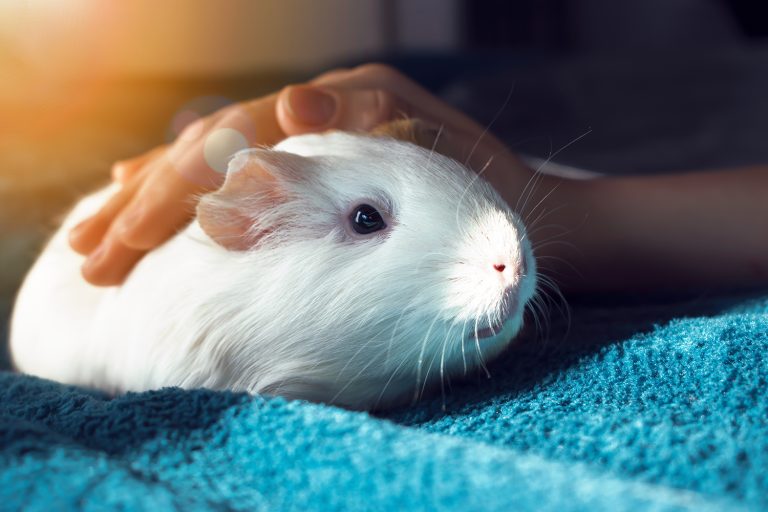 afbeelding Cavia weetjes