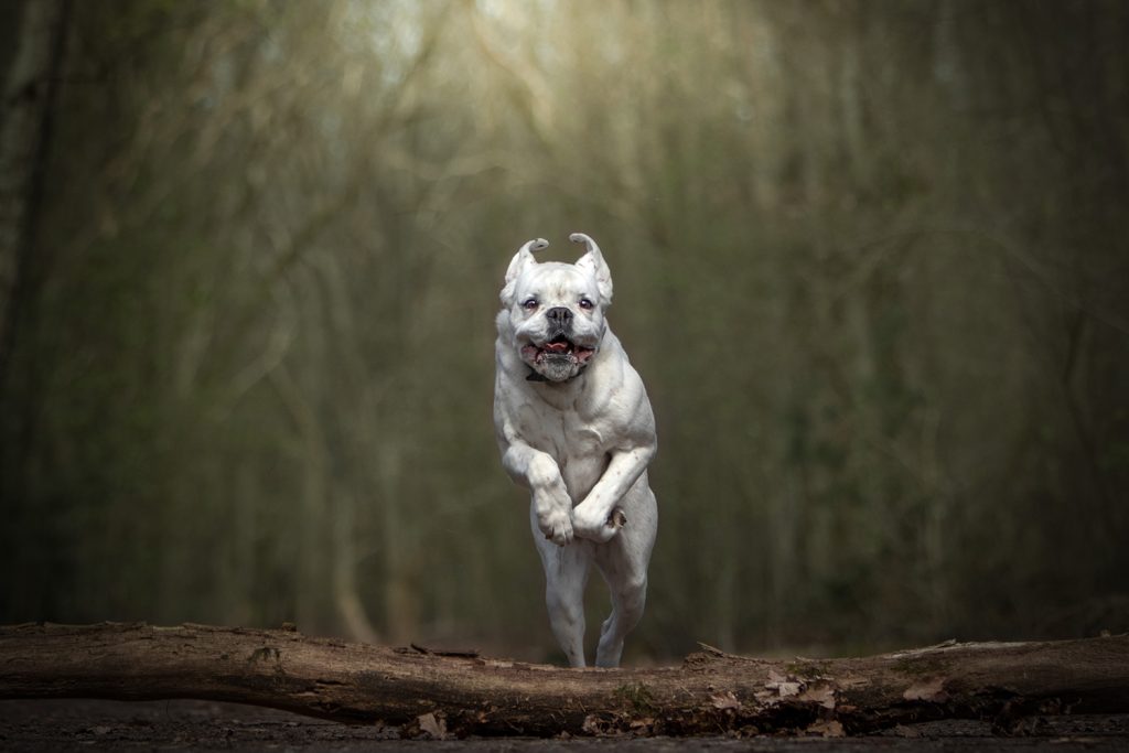 Dierenkliniek Tiel-Drumpt: Juliet van den Hurk, wandelen met de hond