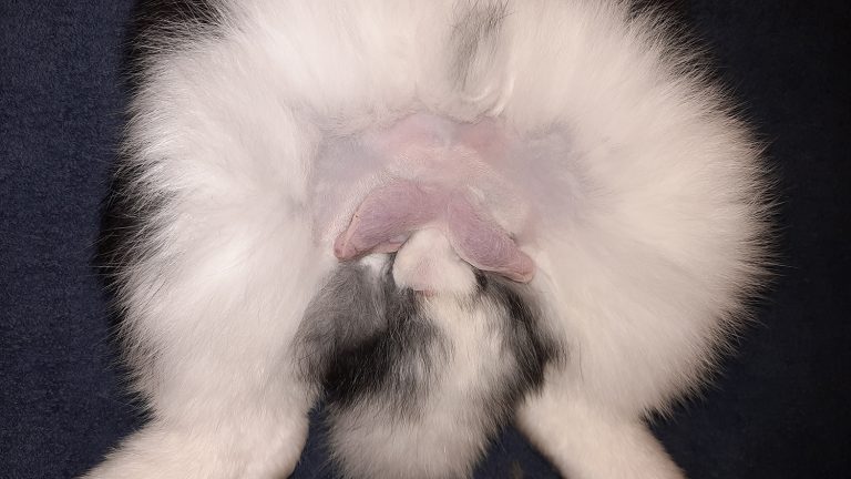 afbeelding Konijn en castratie / sterilisatie