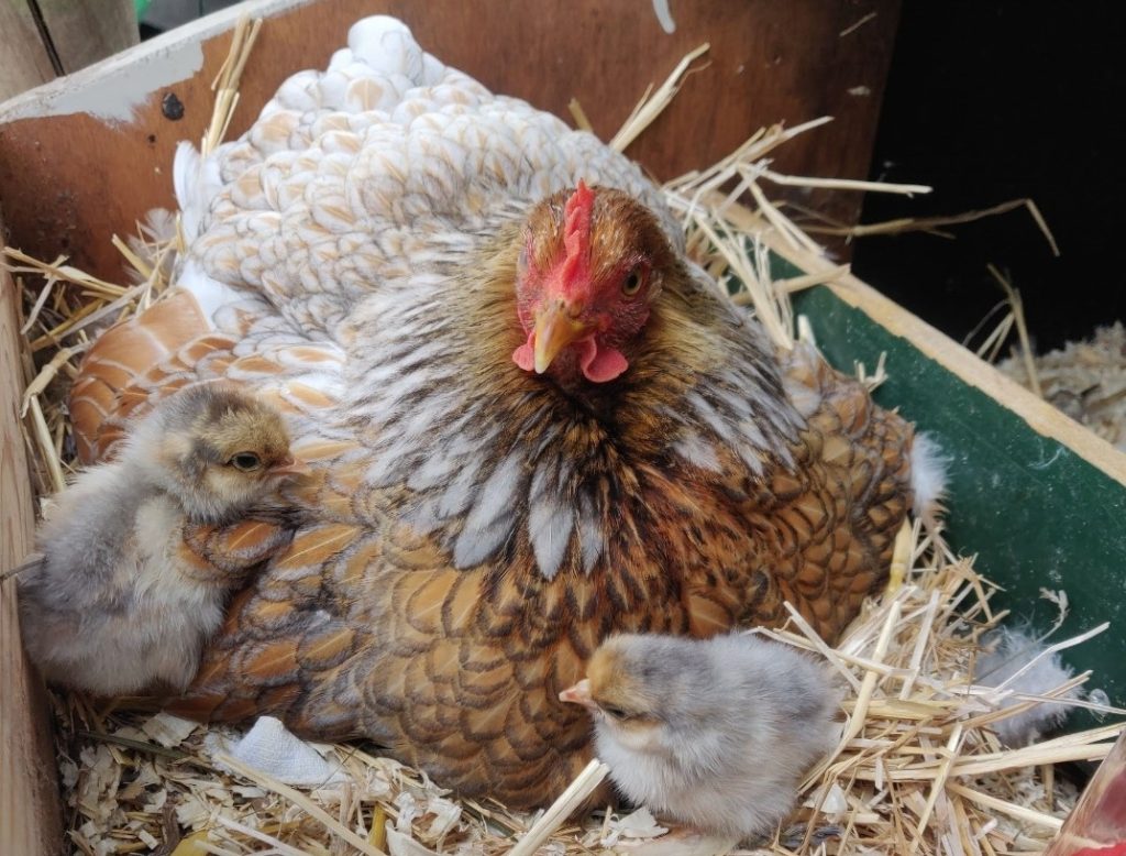 Dierenkliniek Tiel-Drumpt: Eva Lust dierenarts Tiel, kippen zijn haar hobby