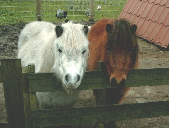 Dierenkliniek Tiel-Drumpt: Eva Lust dierenarts Tiel, hobby pony's