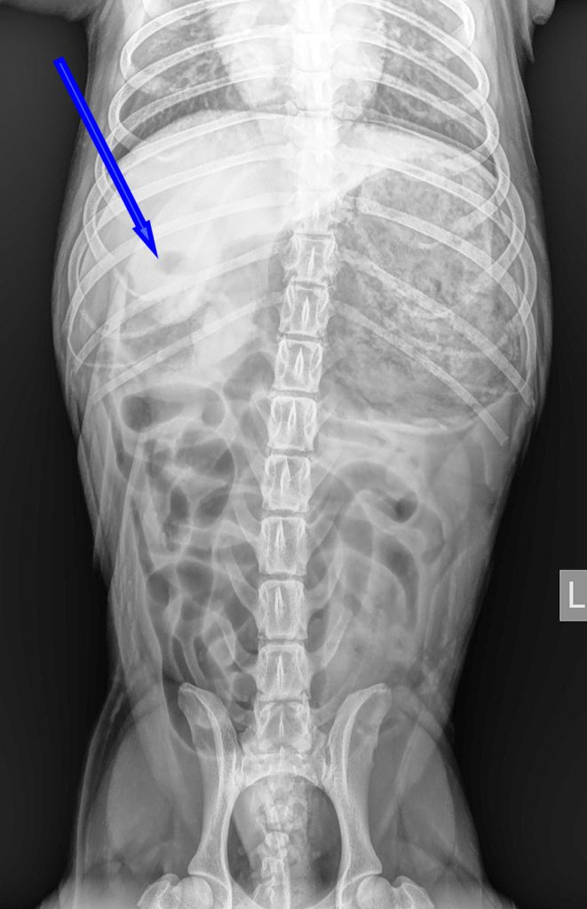 Dierenkliniek Tiel-Drumpt: Joep, een jonge hond die vaak moest overgeven/braken