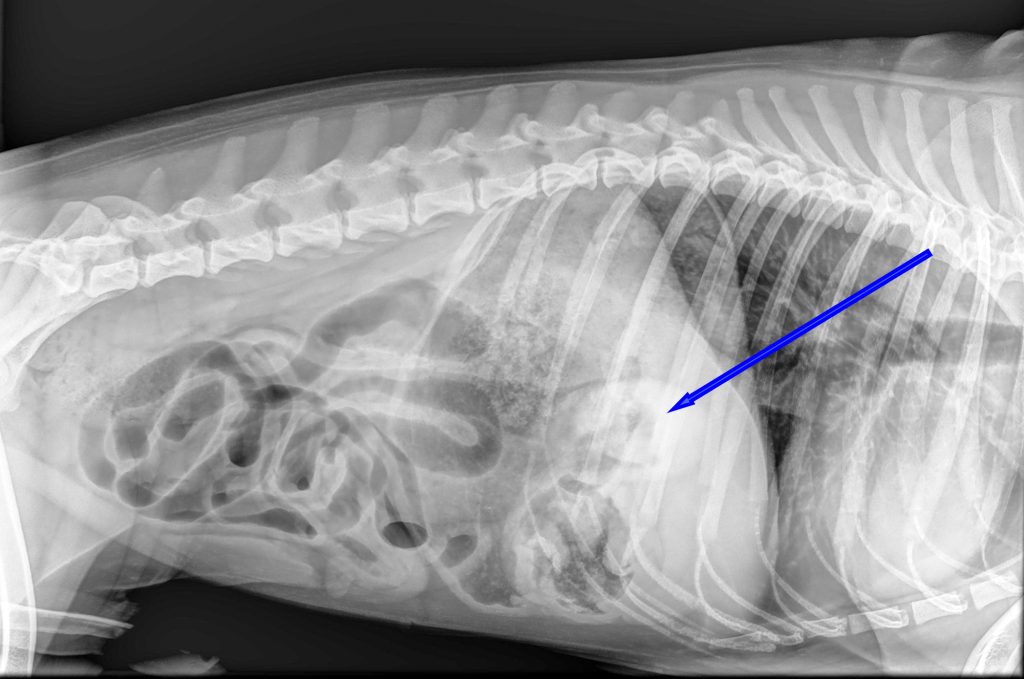 Dierenkliniek Tiel-Drumpt: Joep, een jonge hond die vaak moest overgeven/braken