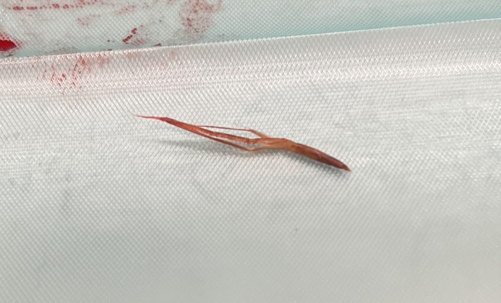 afbeelding Een grasaar bij Linzy.