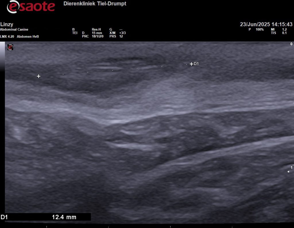 Dierenkliniek Tiel-Drumpt: een grasaar: Een lengte beeld met de echo.