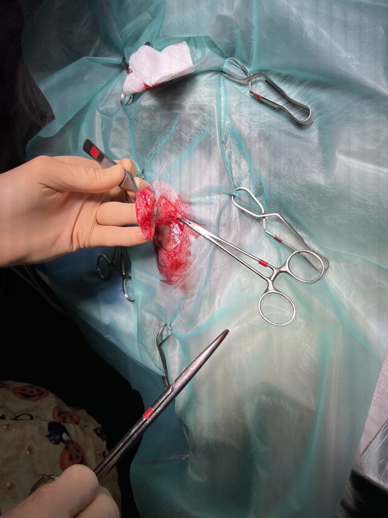 Dierenkliniek Tiel-Drumpt: een grasaar: Het afwijkende weefsel verwijderen.