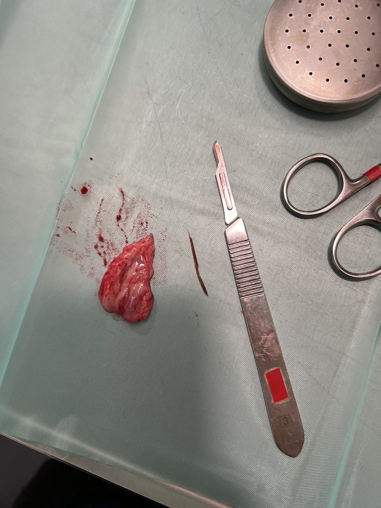 Dierenkliniek Tiel-Drumpt: een grasaar: De verhouding tussen grasaar en scalpelhouder.