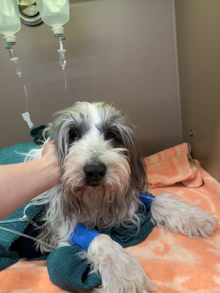 Dierenkliniek Tiel-Drumpt: Een oudere hond met meerdere problemen: knuffelen is altijd goed.