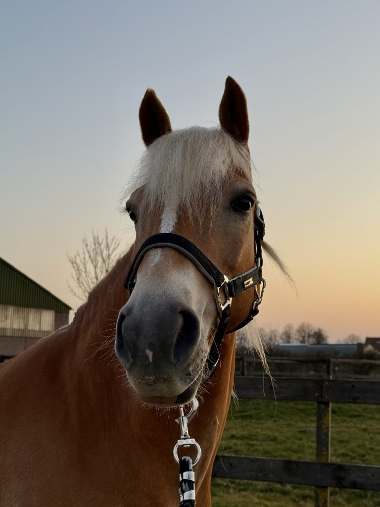 Dierenkliniek Tiel-Drumpt: Hobby Nicky Wodka