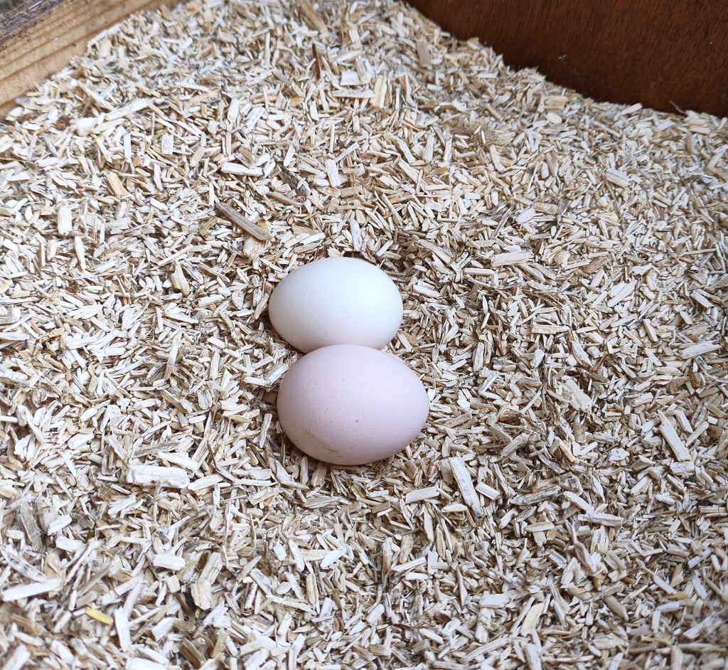 Dierenkliniek Tiel-Drumpt: De kip en eieren leggen