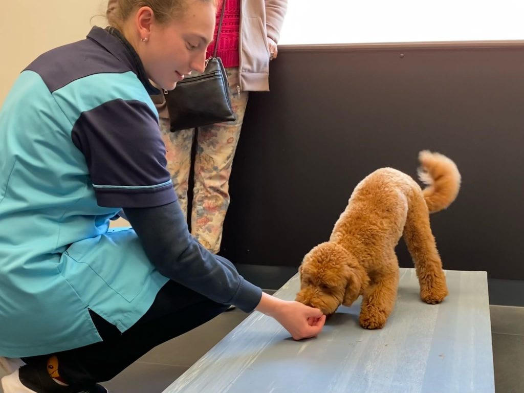 afbeelding Puppy en kittenconsulten