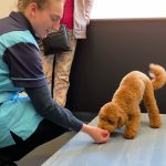 Puppy en kittenconsulten