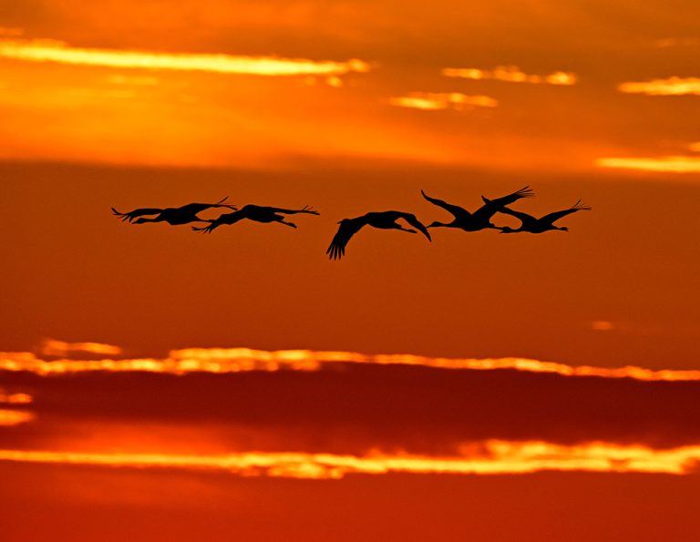 Het laatste bericht inzake vogelgriep bij kittens in Nederland