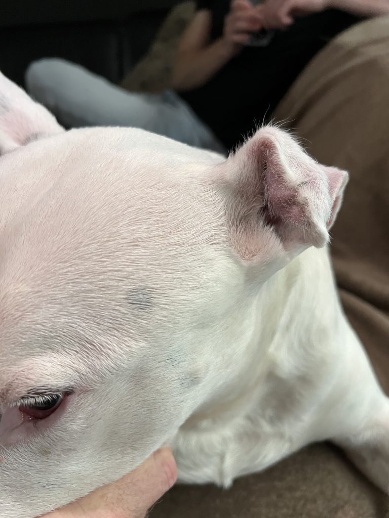 Dierenkliniek Tiel-Drumpt: Bloedoor; schrompeloor